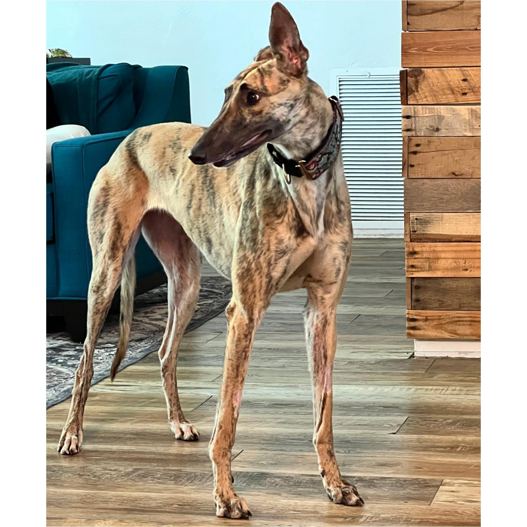 Jsp Worldly Zoom (Willow), Adopted, Young Female Greyhound.