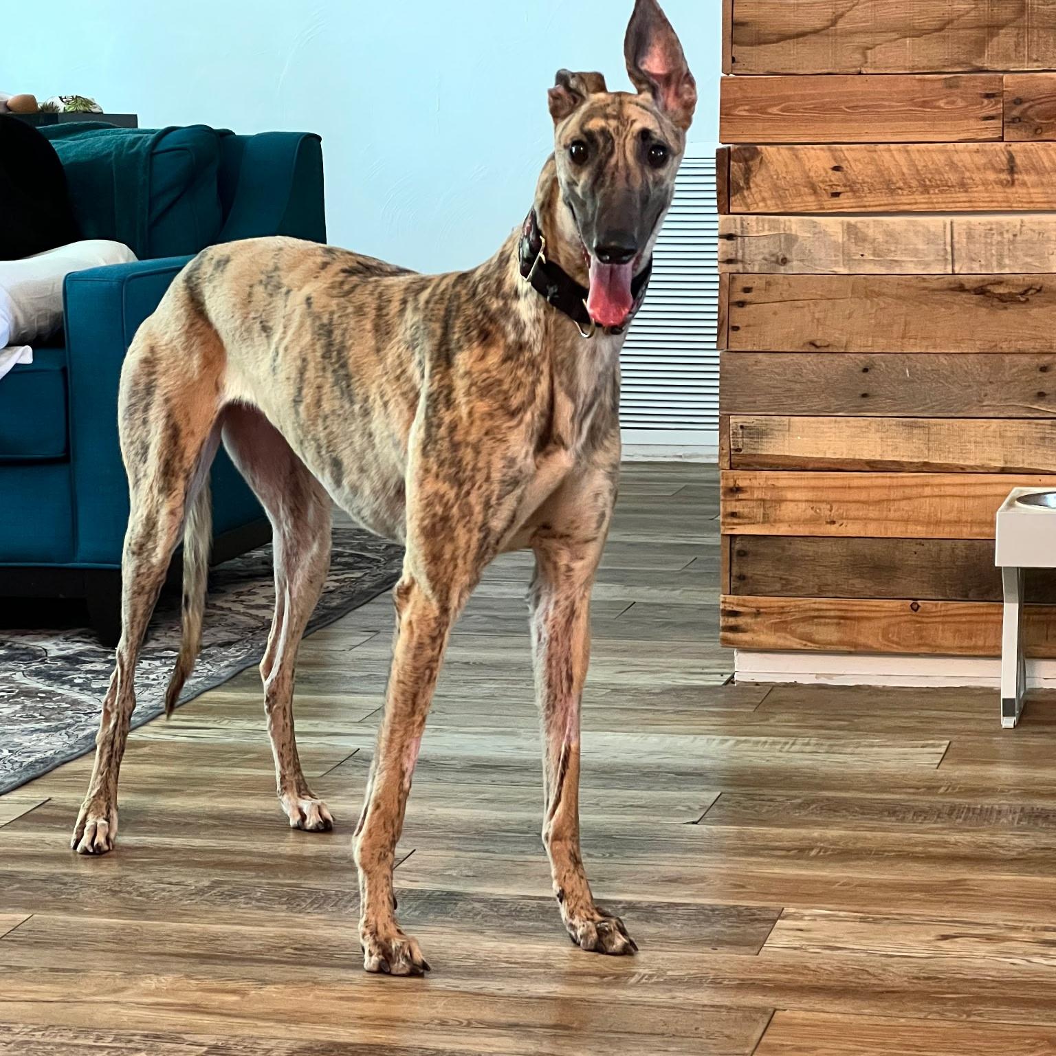 Enlarge Jsp Worldly Zoom (Willow), a Adopted Greyhound in Tarpon Springs, FL image 2/2