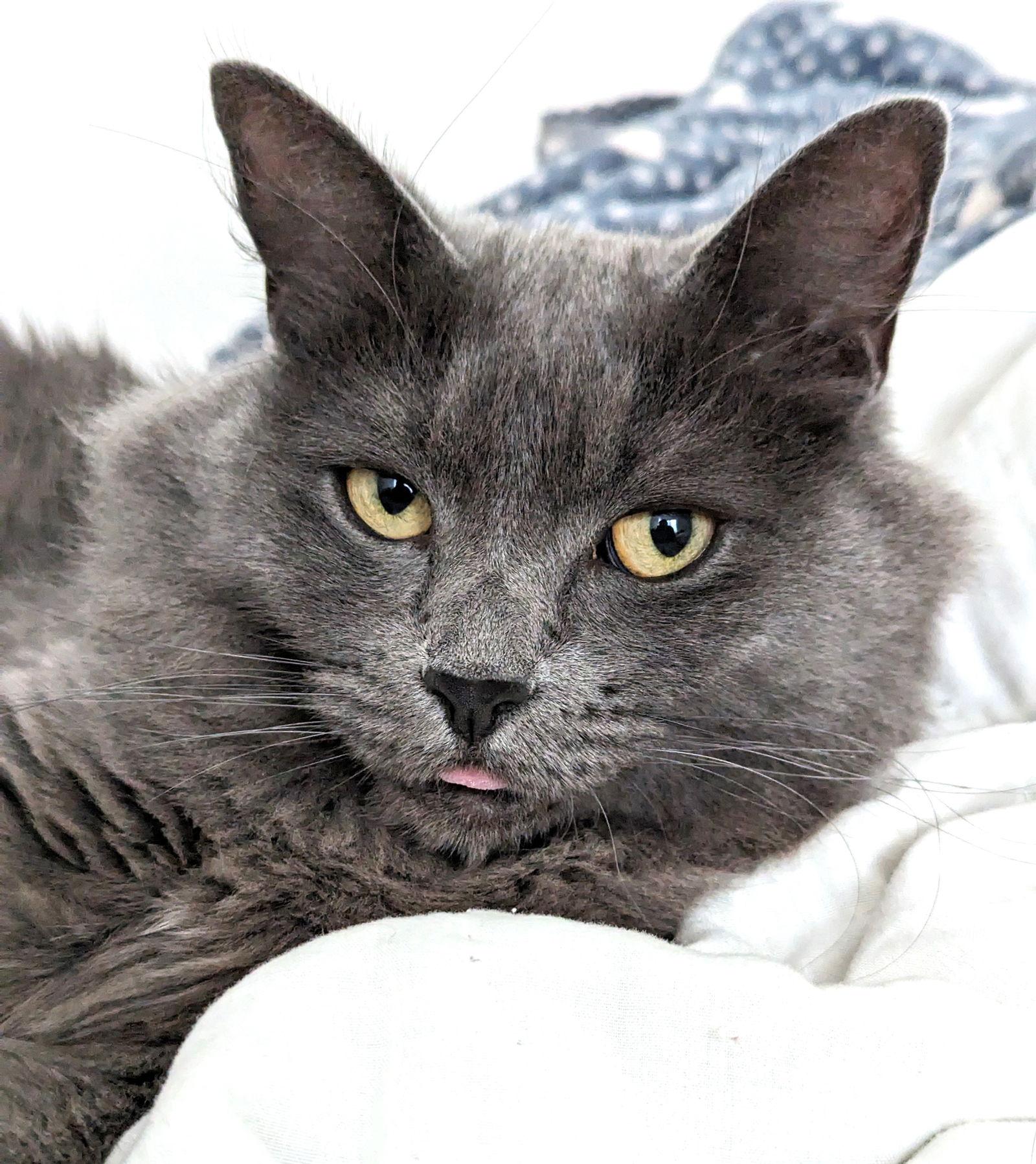 Stormy (Bonded with Hazel), Adoptable, Adult Female Domestic Short Hair & Russian Blue.