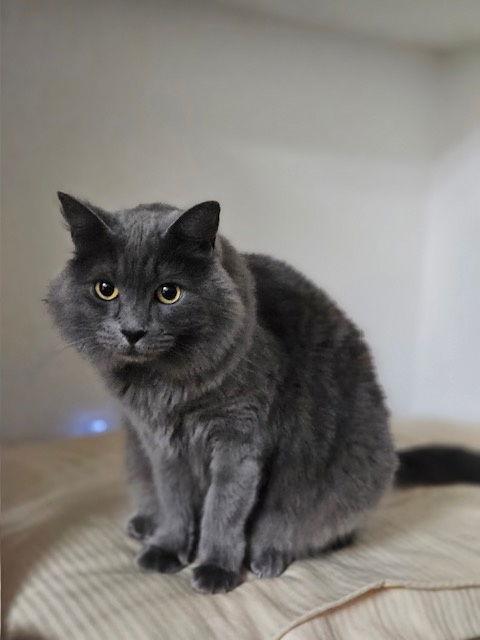 Enlarge Stormy (Bonded with Hazel), a Adoptable mixed breed in Vacaville, CA image 2/3