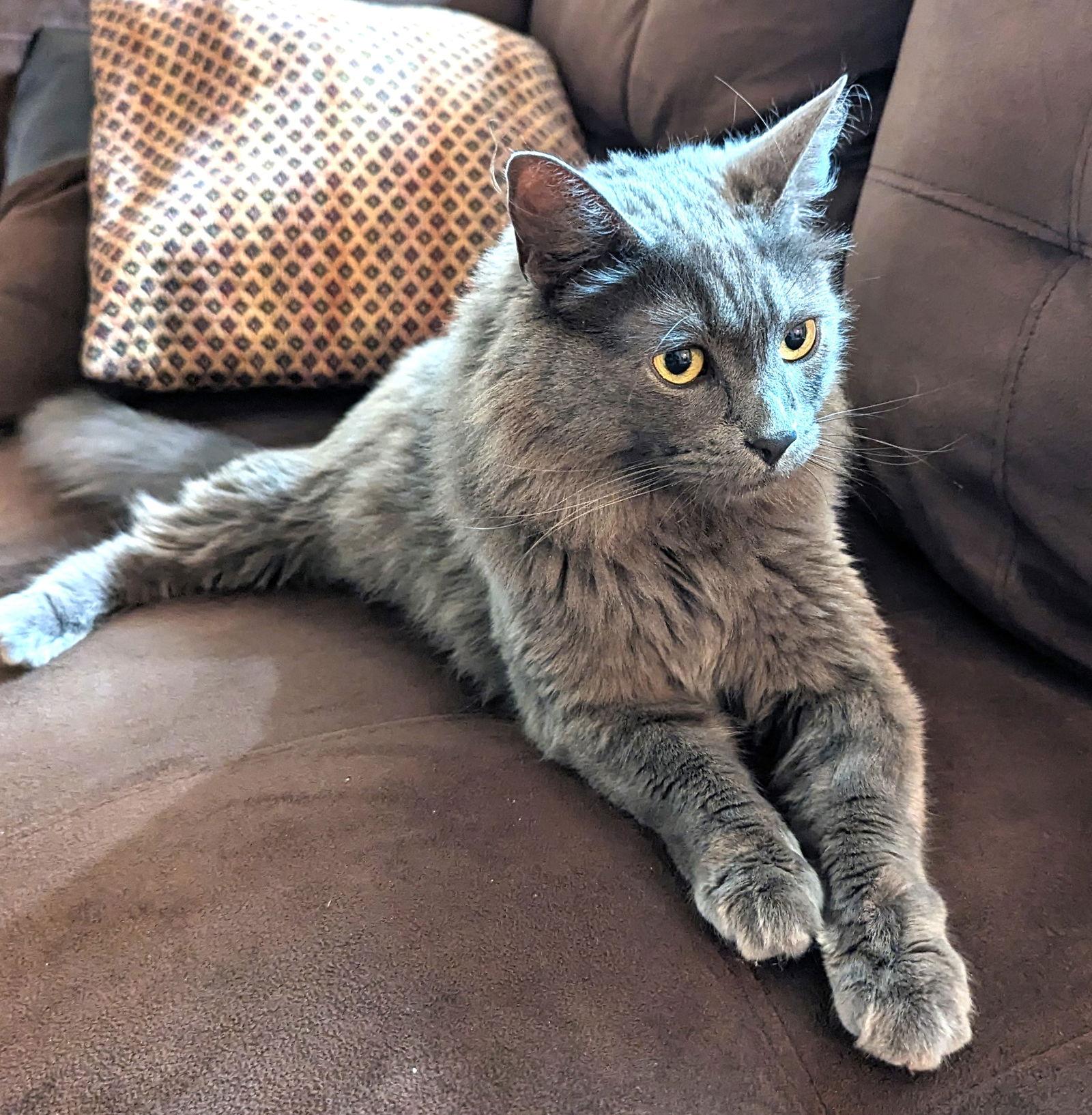 Enlarge Stormy (Bonded with Hazel), a Adoptable mixed breed in Vacaville, CA image 3/3