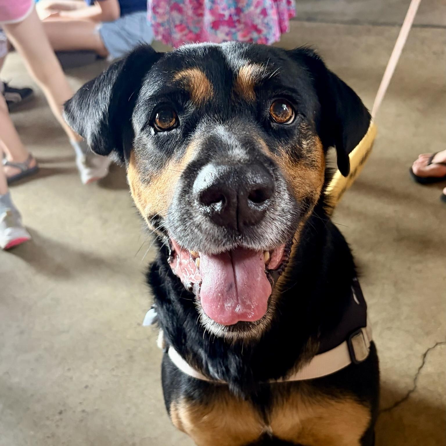 Bob, Adoptable, Adult Male Labrador Retriever & Australian Shepherd.