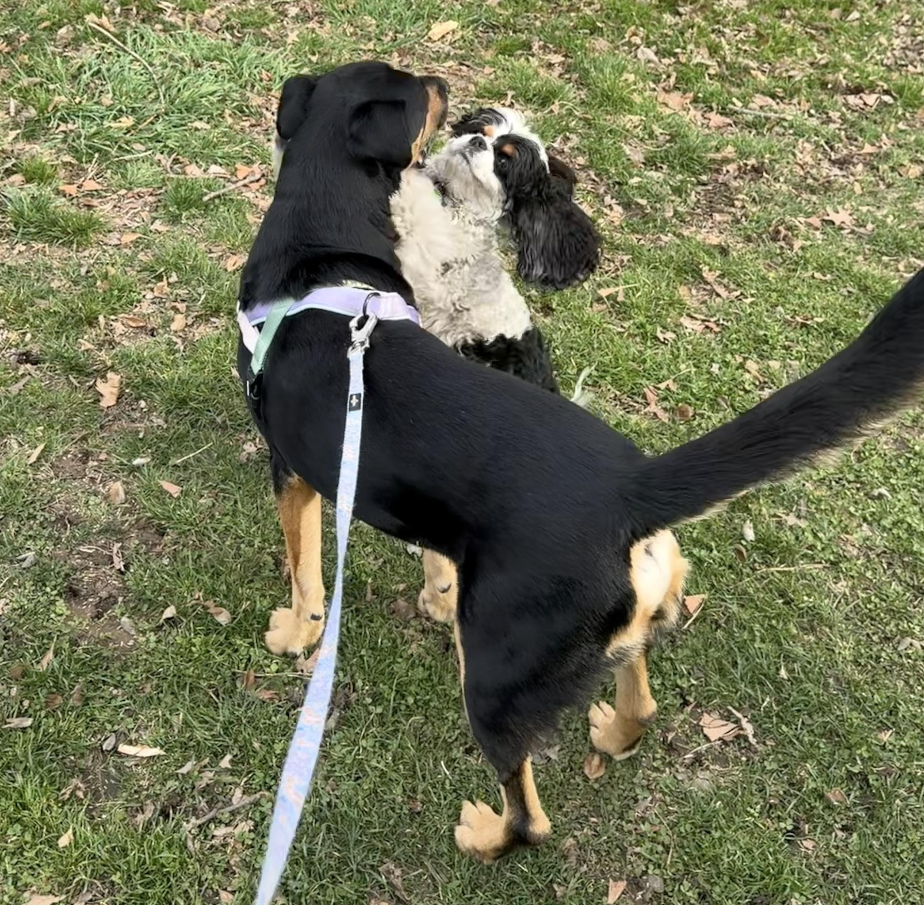Bob, a Adoptable mixed breed in Brooklyn, NY image 6/6