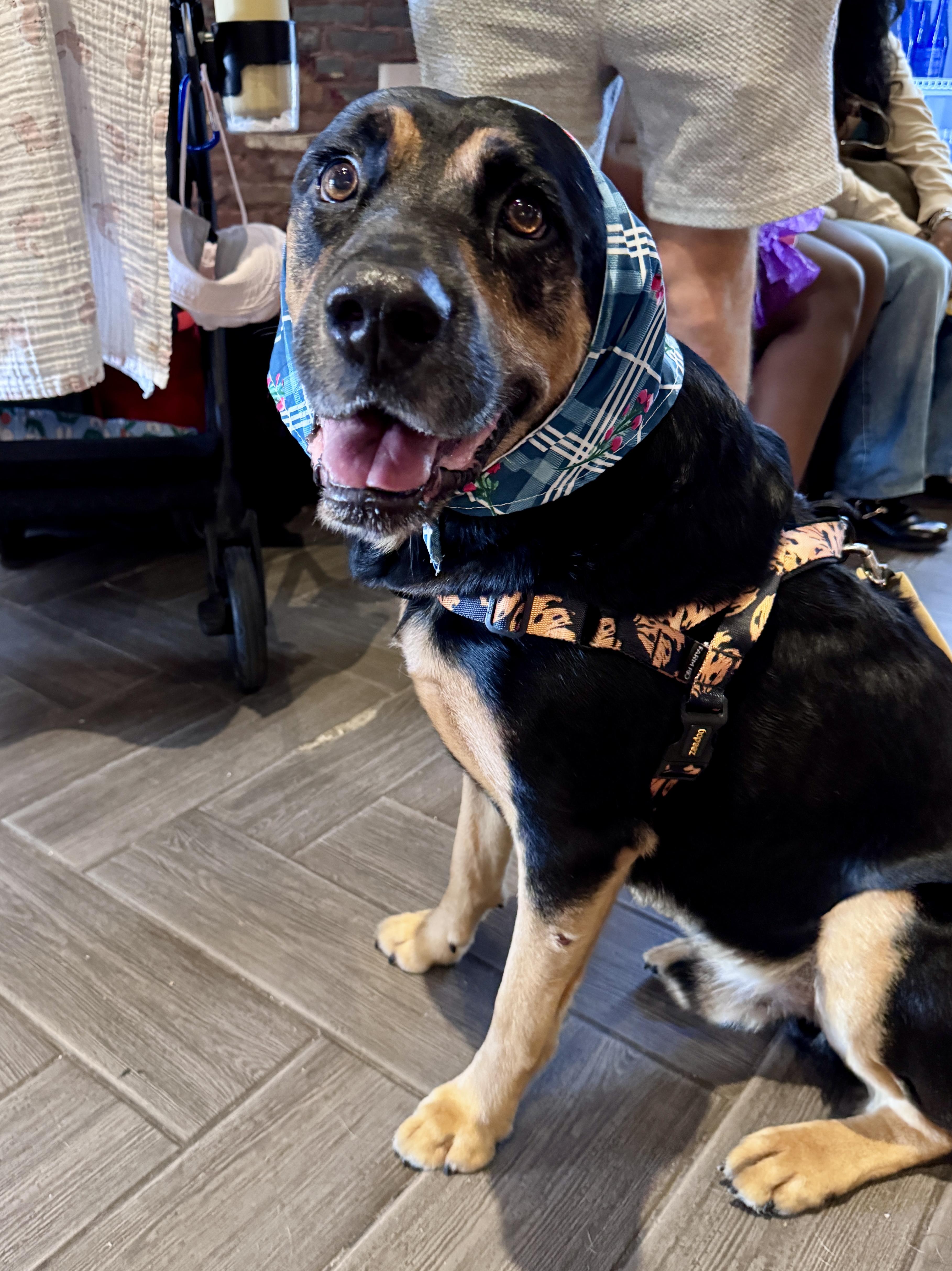 Bob, a Adoptable mixed breed in Brooklyn, NY image 2/6