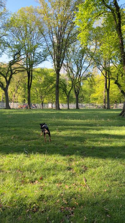 Enlarge Bob, a Adoptable mixed breed in Brooklyn, NY video 3/6