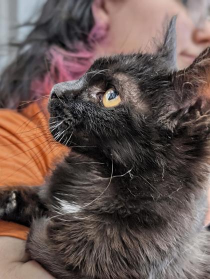 Kiki — thumbnail 2