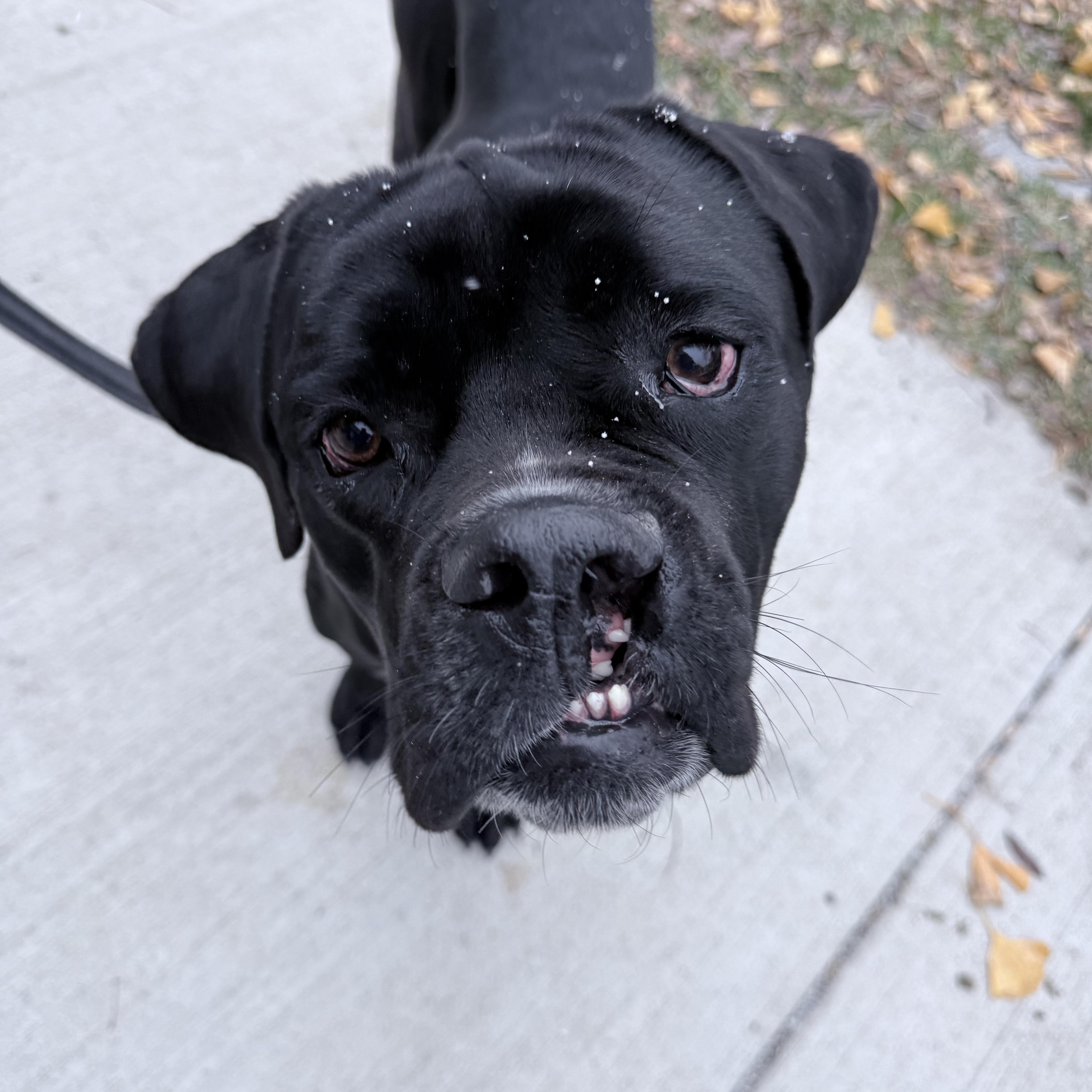 Enlarge Lorenzo, a ADOPTABLE mixed breed in Baltimore, MD image 3/6