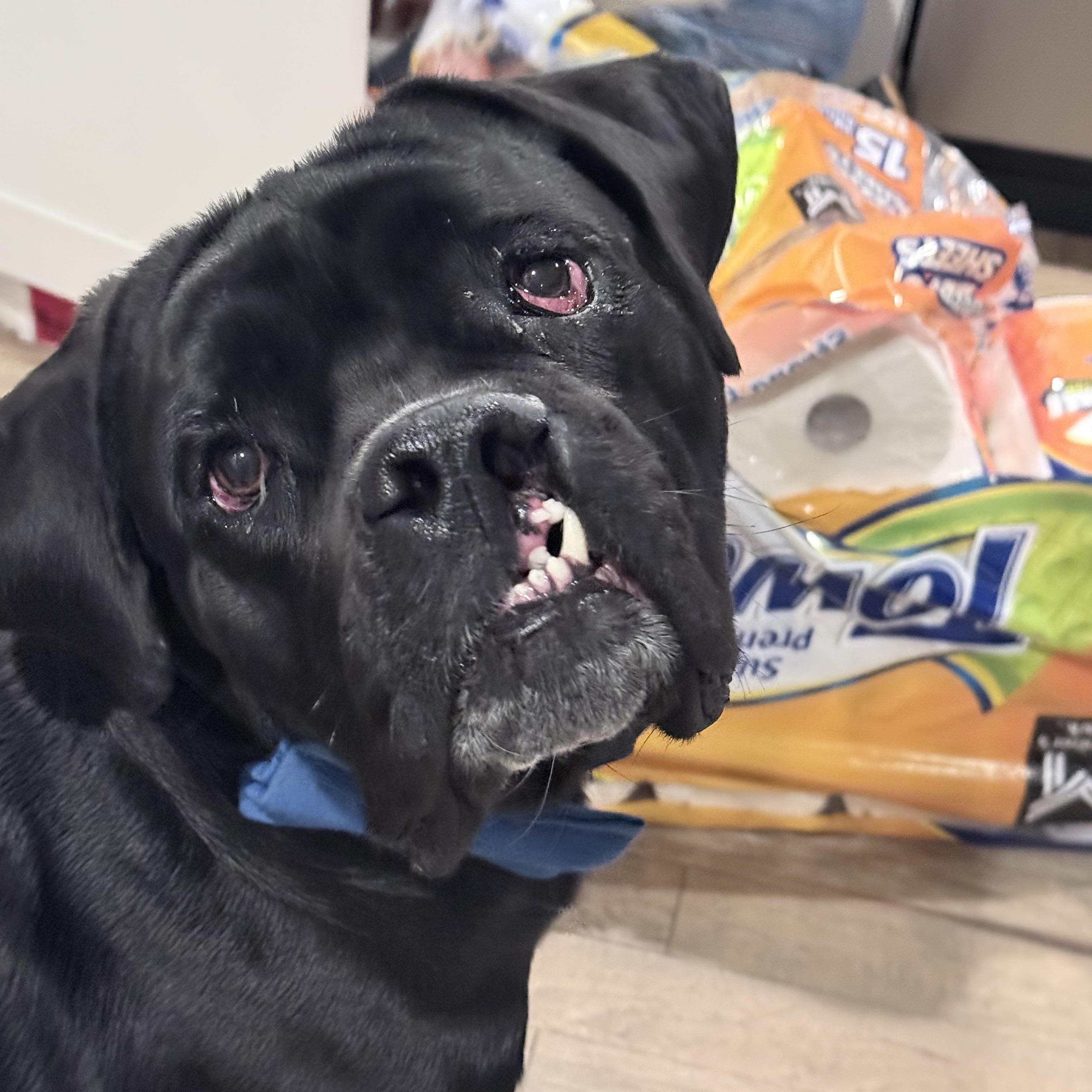 Enlarge Lorenzo, a ADOPTABLE mixed breed in Baltimore, MD image 1/6