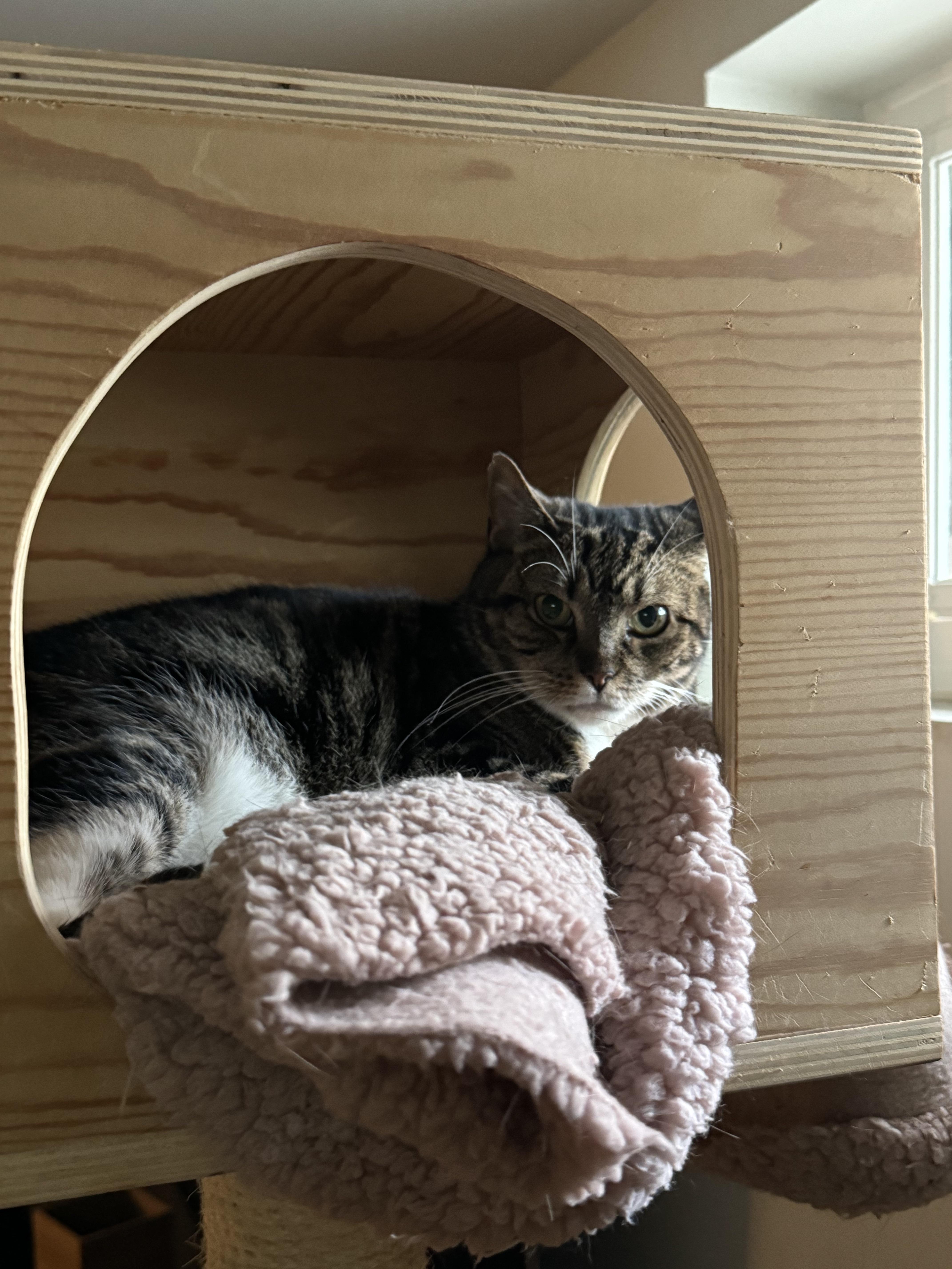 Vienetta, Adoptable, Adult Female Domestic Short Hair.