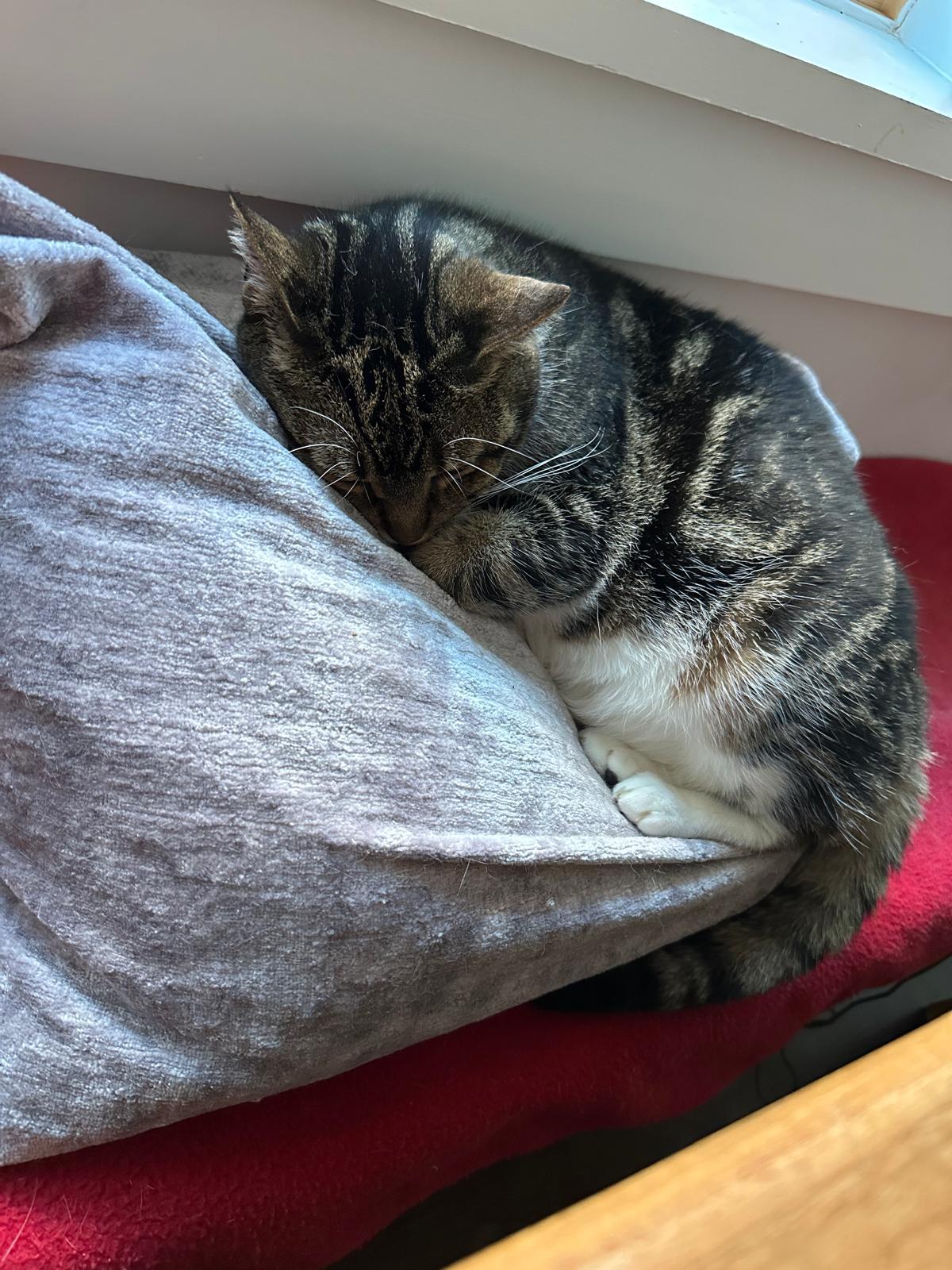 Vienetta, a Adoptable Domestic Short Hair in Jersey City, NJ image 2/4