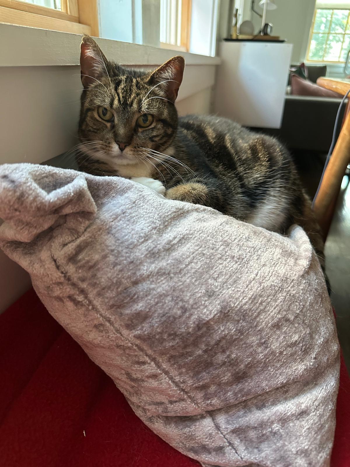 Enlarge Vienetta, a Adoptable Domestic Short Hair in Jersey City, NJ image 2/4