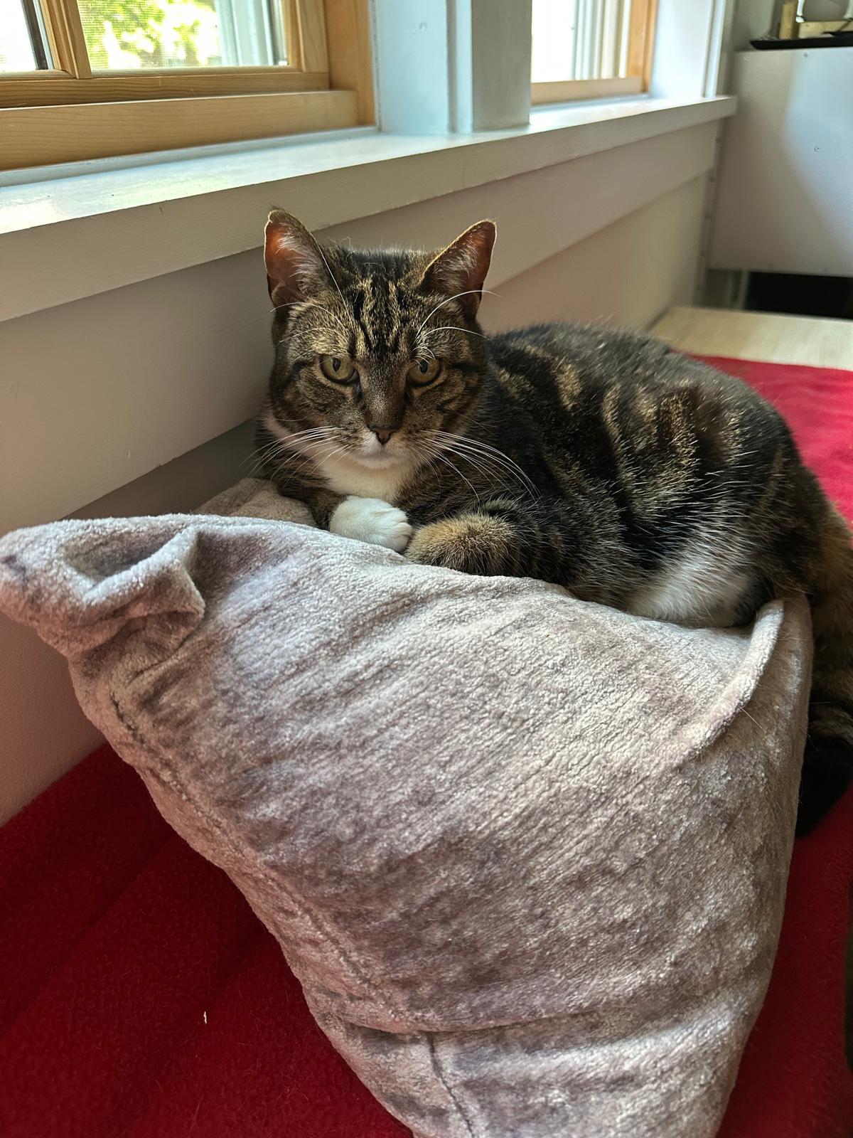 Enlarge Vienetta, a Adoptable Domestic Short Hair in Jersey City, NJ image 4/4