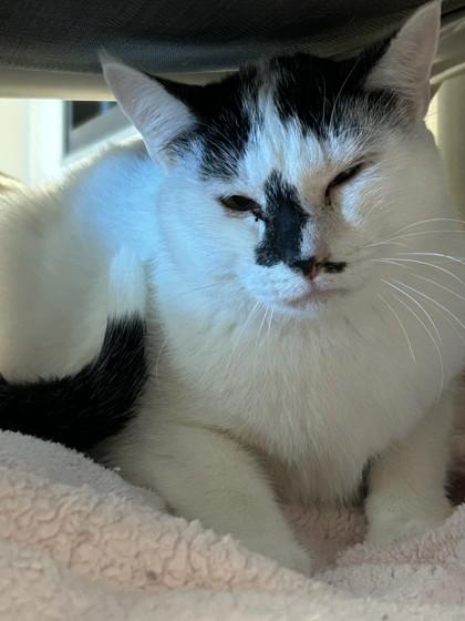 Enlarge Cowboy, a Adoptable Domestic Short Hair in Hamilton, MT image 2/2