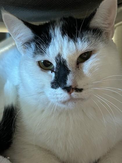 Cowboy, Adoptable, Adult Male Domestic Short Hair.