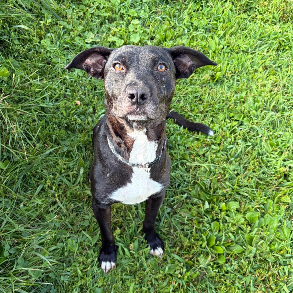 Wallace, Adoptable, Adult Male Black Labrador Retriever & Mixed Breed.