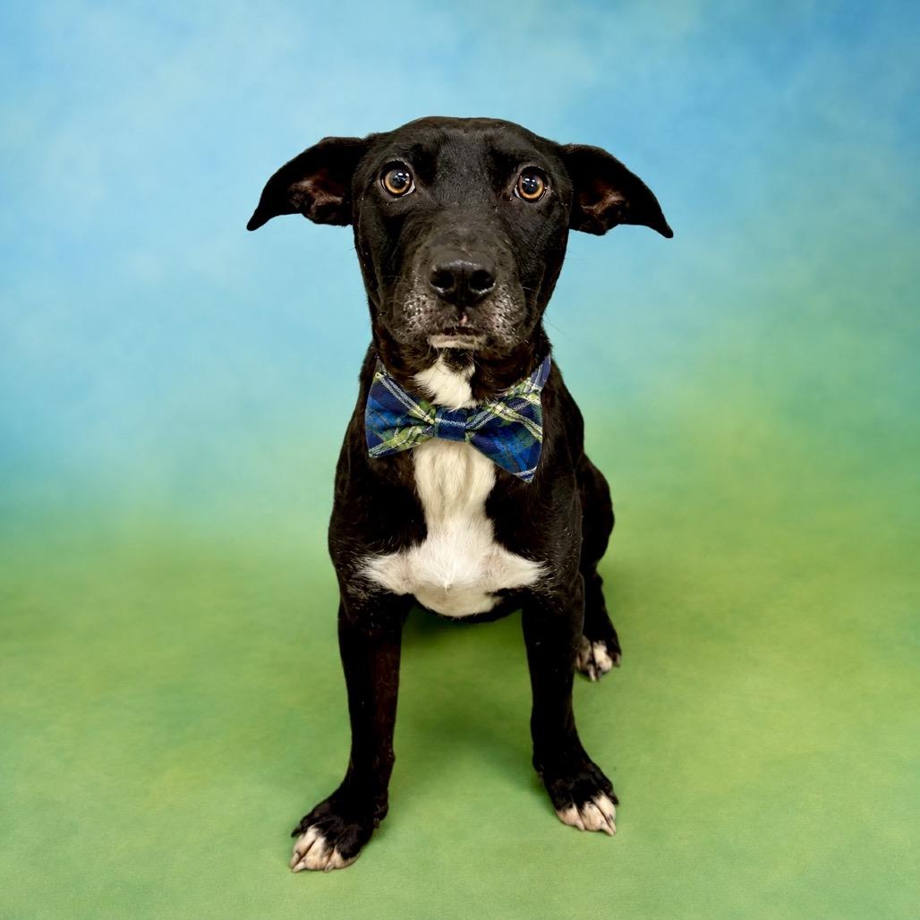 Enlarge Wallace, a Adoptable mixed breed in Binghamton, NY image 2/5