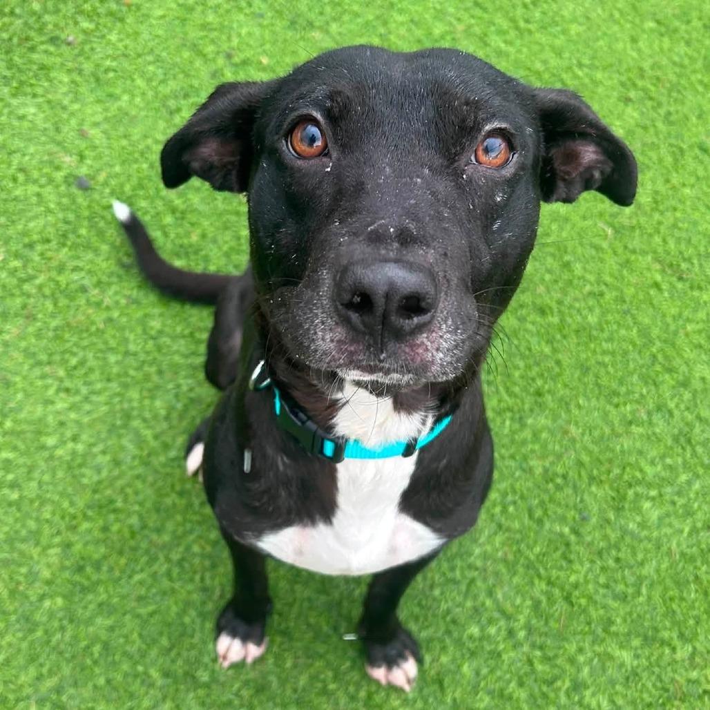 Enlarge Wallace, a Adoptable mixed breed in Binghamton, NY image 3/5