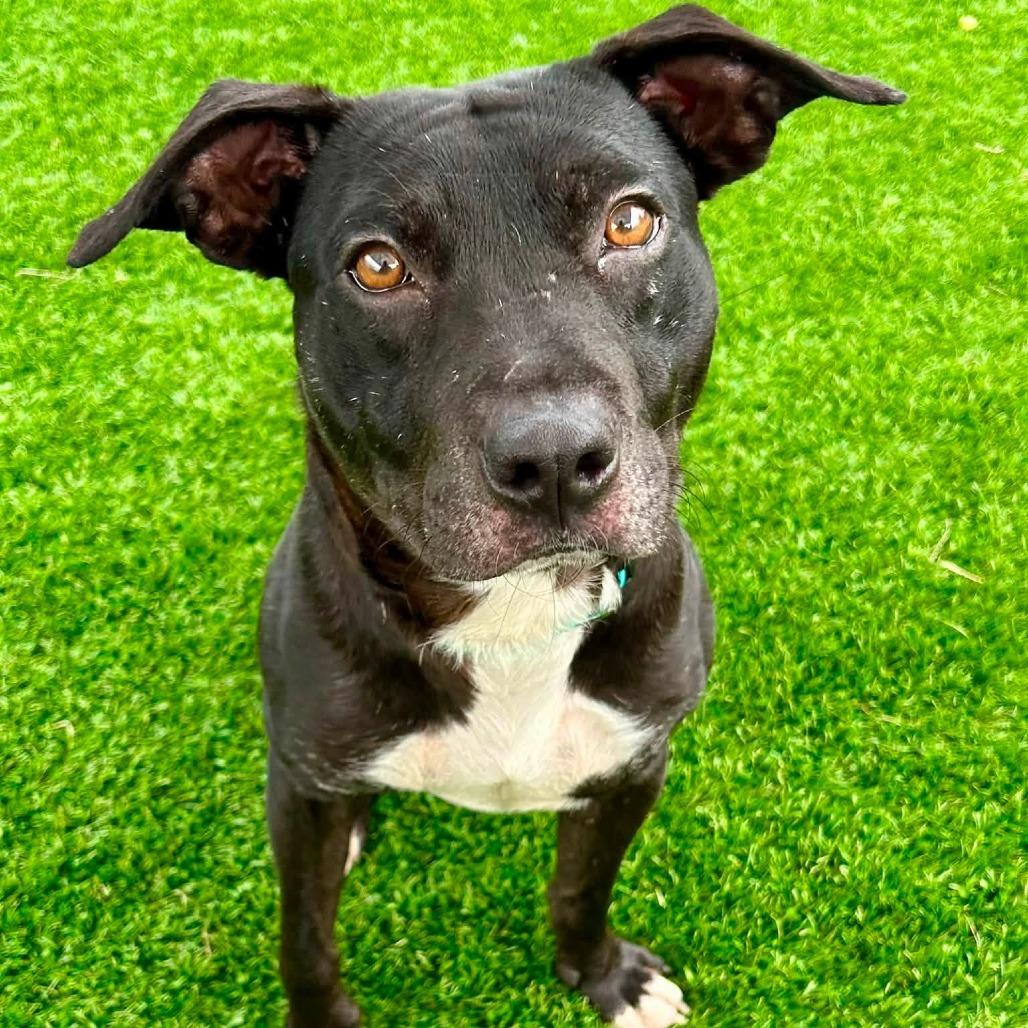 Enlarge Wallace, a Adoptable mixed breed in Binghamton, NY image 4/5