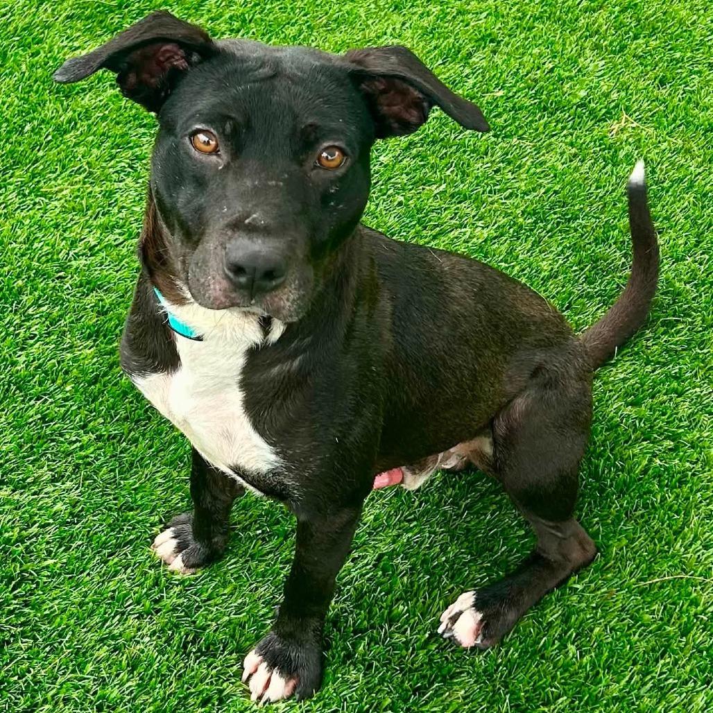 Enlarge Wallace, a Adoptable mixed breed in Binghamton, NY image 5/5