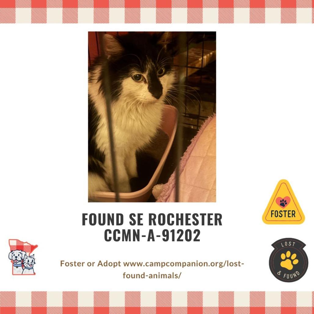 Buckeye — thumbnail 2