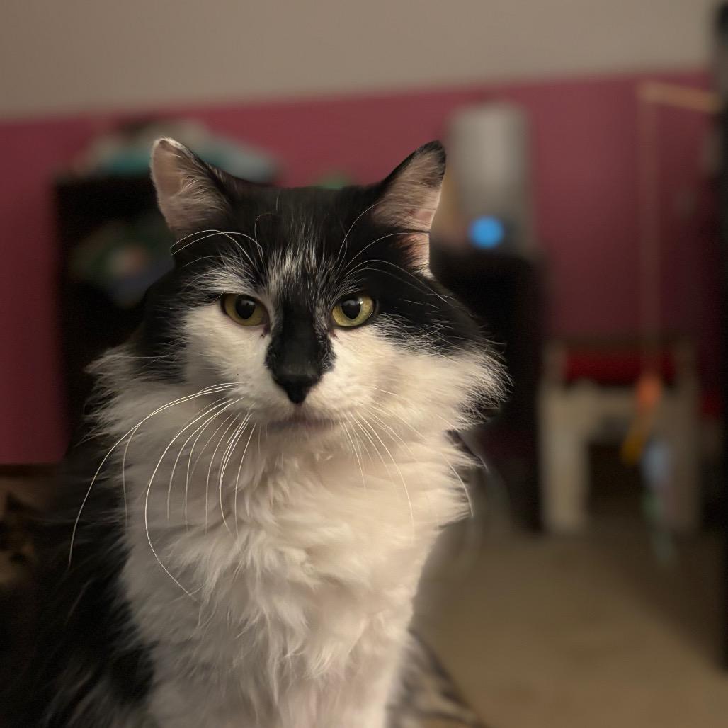 Buckeye — thumbnail 3