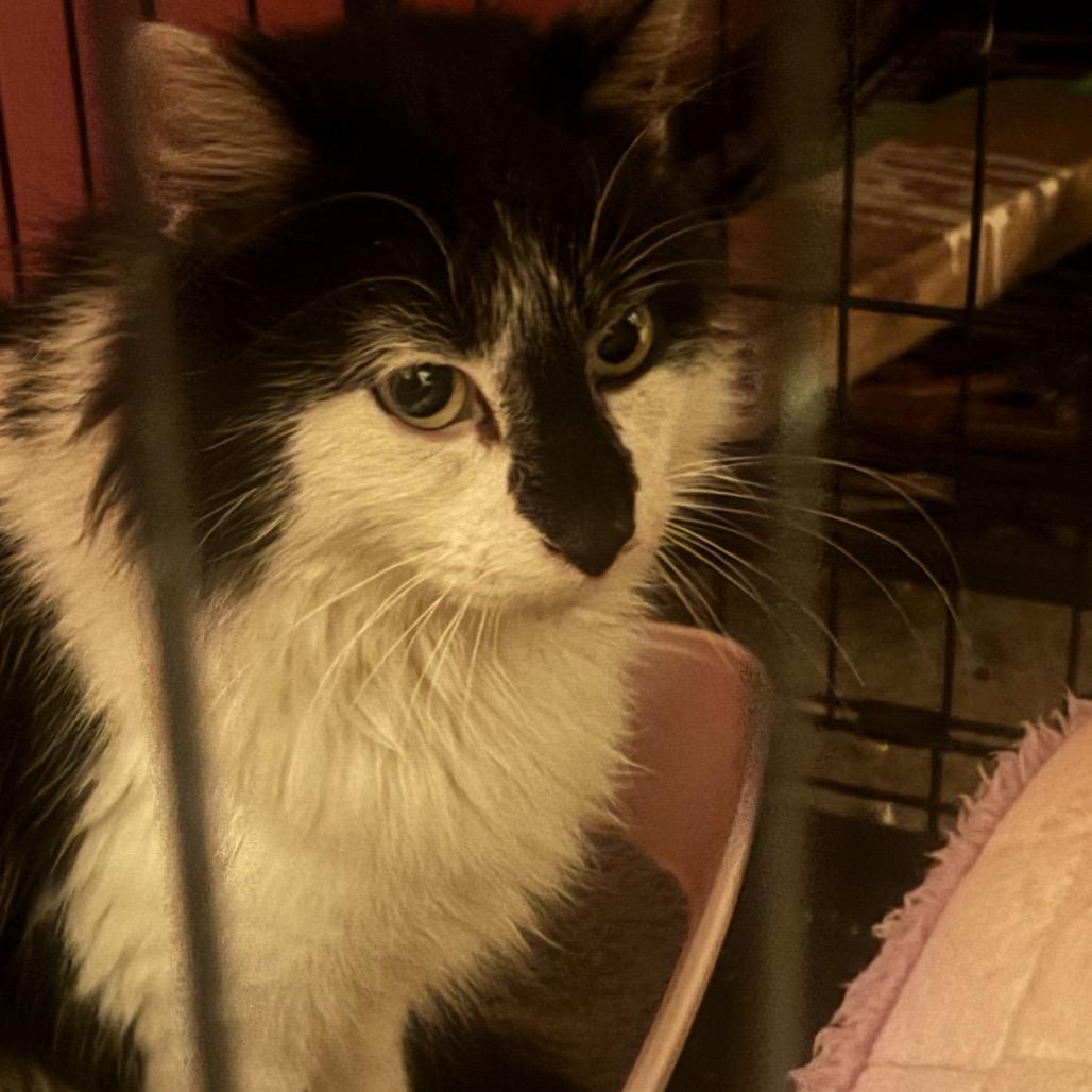 Buckeye — thumbnail 4