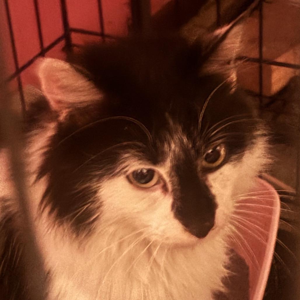 Buckeye — thumbnail 5