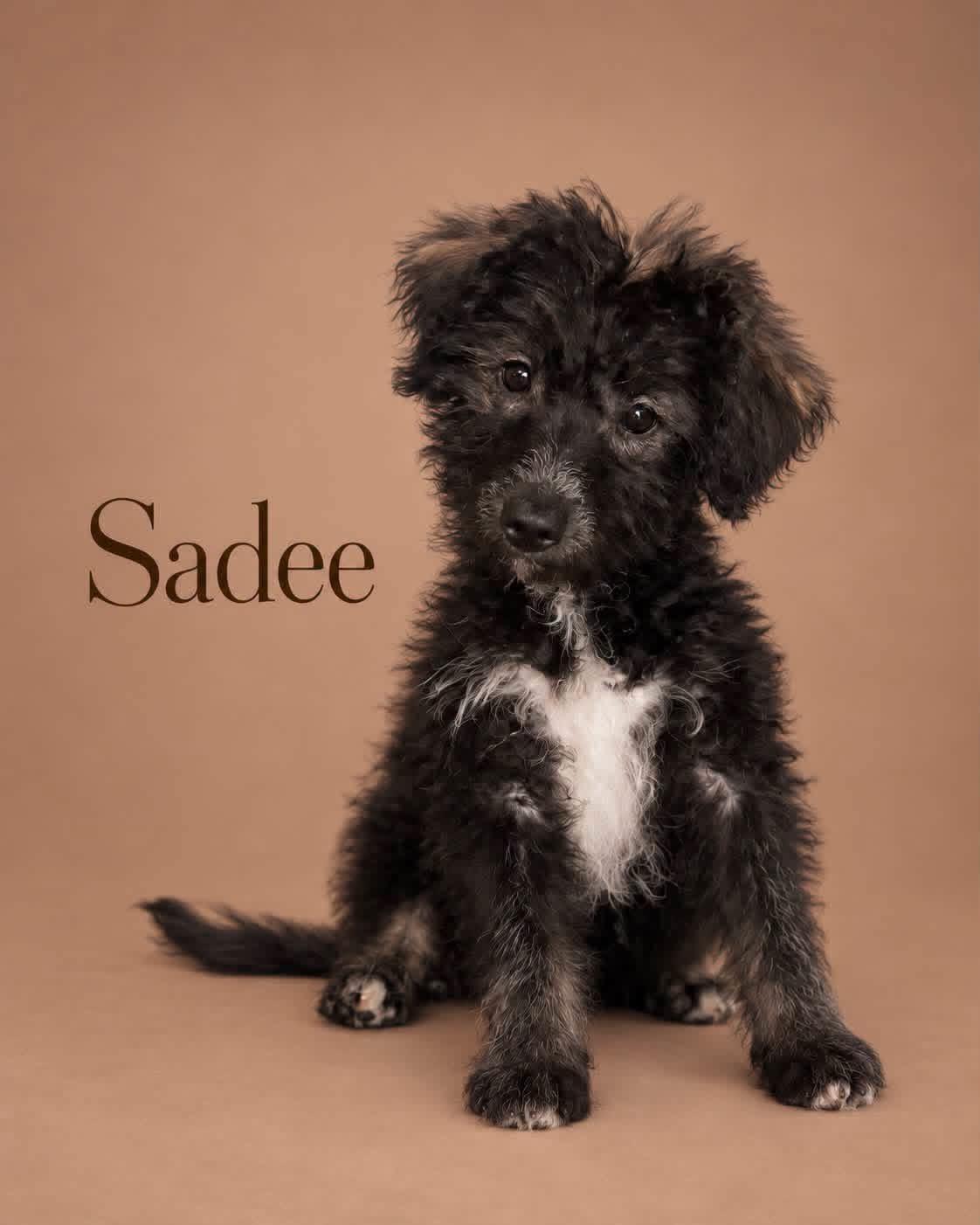 Sadee, Adoptable, Puppy Female Goldendoodle & Siberian Husky.
