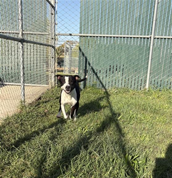 TWO FACE, Adoptable, Young Male Pit Bull Terrier & Mixed Breed.