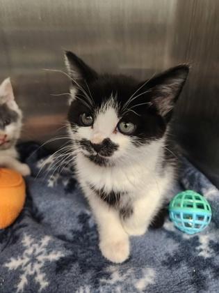 Enlarge Sevika, a Adoptable mixed breed in Shawano, WI image 1/3