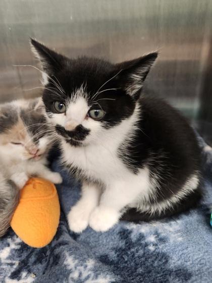 Enlarge Sevika, a Adoptable mixed breed in Shawano, WI image 2/3