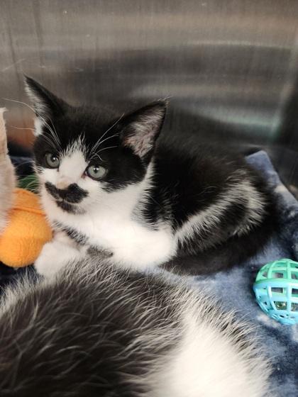 Enlarge Sevika, a Adoptable mixed breed in Shawano, WI image 3/3