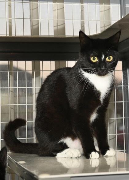 Enlarge Cha Guay, a Adoptable mixed breed in Baton Rouge, LA image 1/1