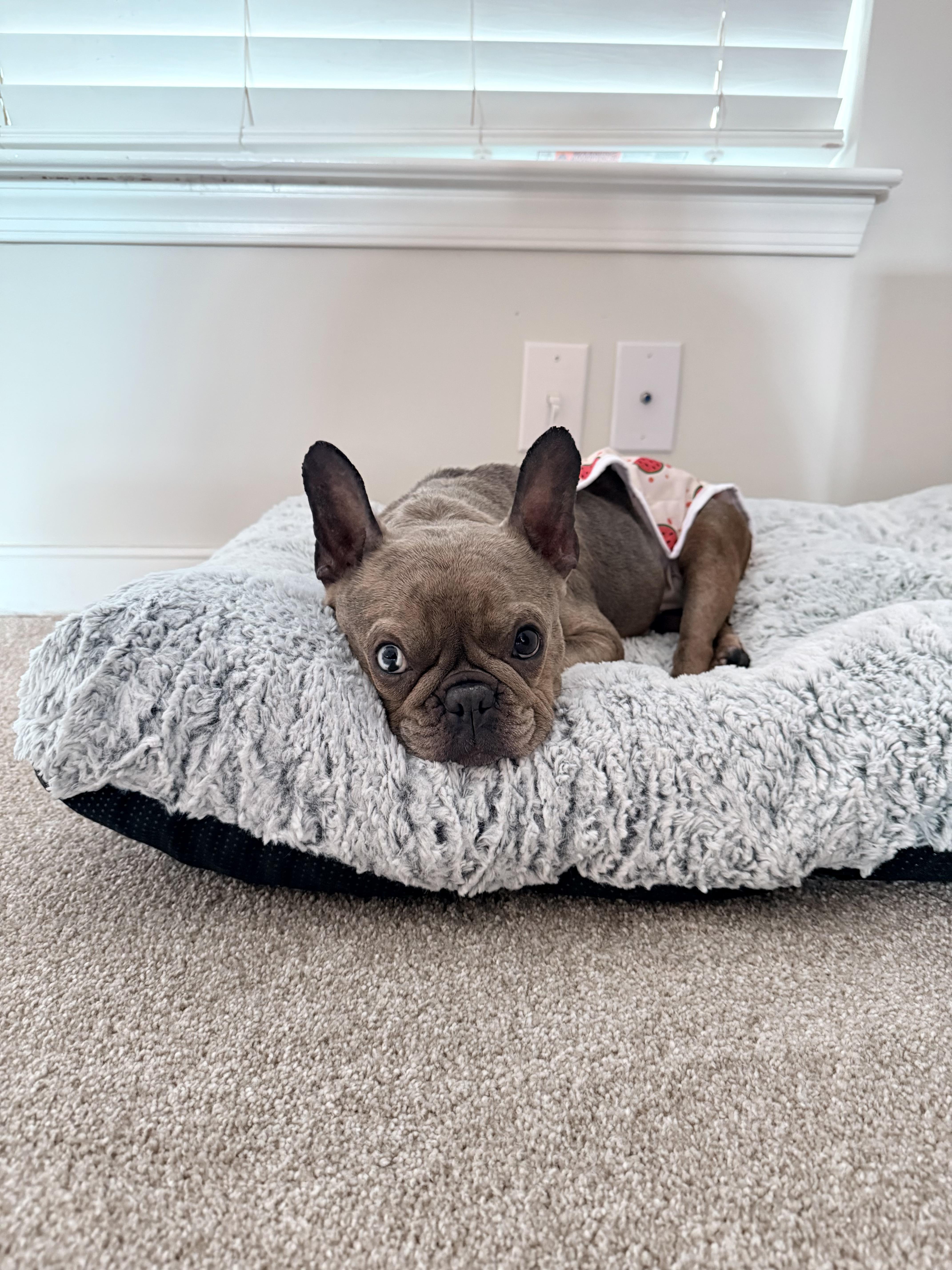 Enlarge Kali, an adopted French Bulldog in Richmond, VA image 6/6