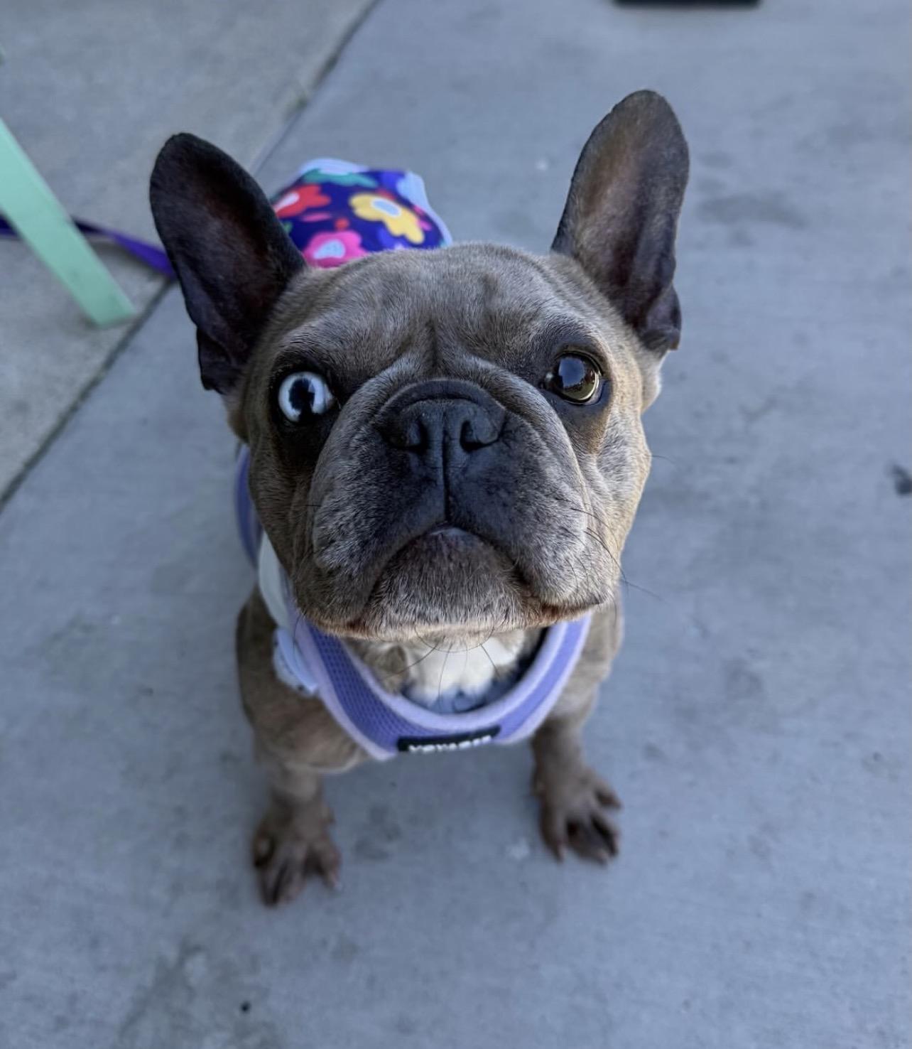 Enlarge Kali, an adopted French Bulldog in Richmond, VA image 1/6