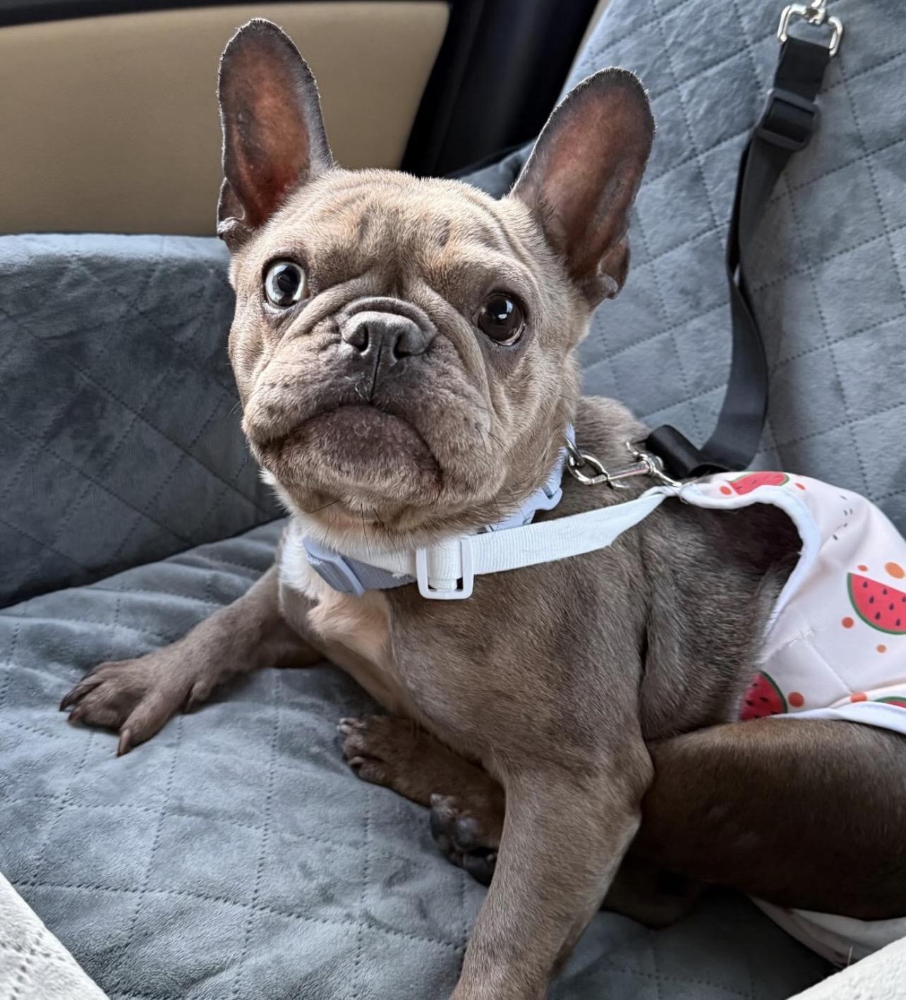 Enlarge Kali, an adopted French Bulldog in Richmond, VA image 3/6