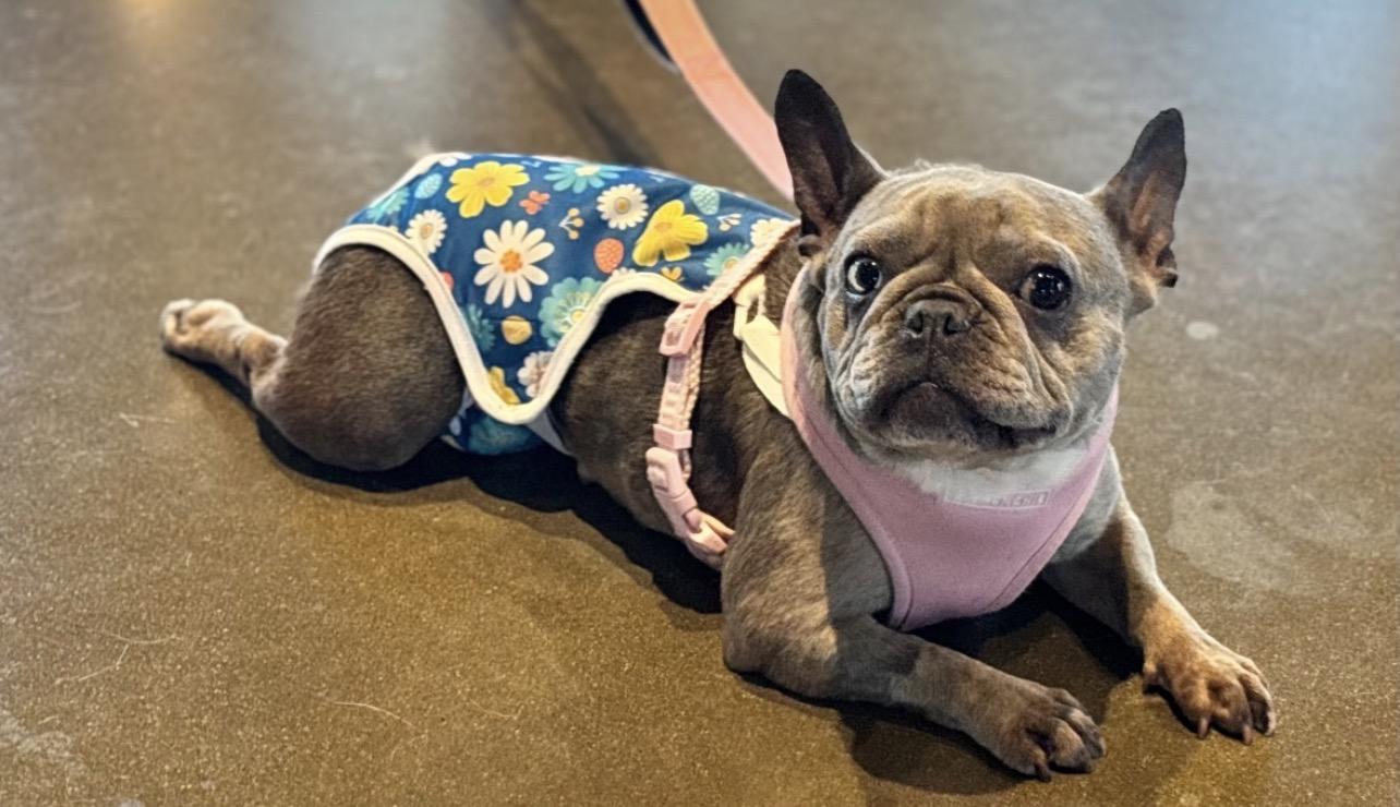 Enlarge Kali, an adopted French Bulldog in Richmond, VA image 4/6