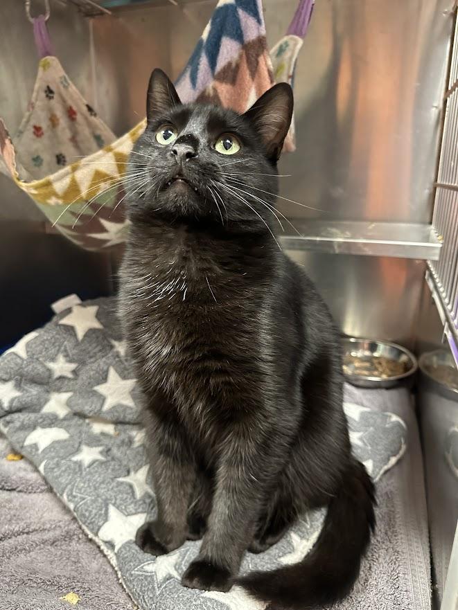 Enlarge Ink, a ADOPTABLE Domestic Short Hair in Oak Ridge, TN image 2/3