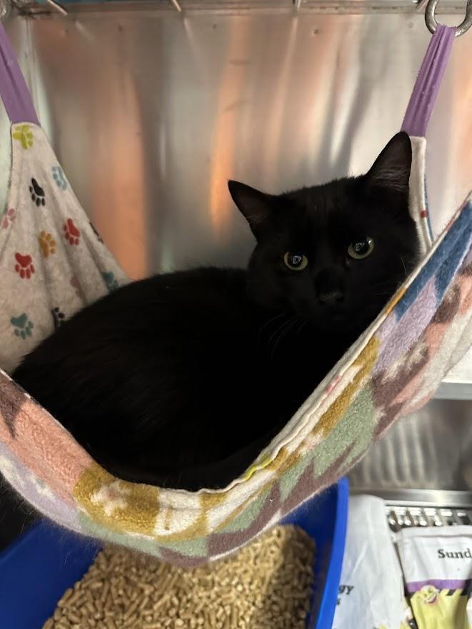 Enlarge Ink, a ADOPTABLE Domestic Short Hair in Oak Ridge, TN image 3/3