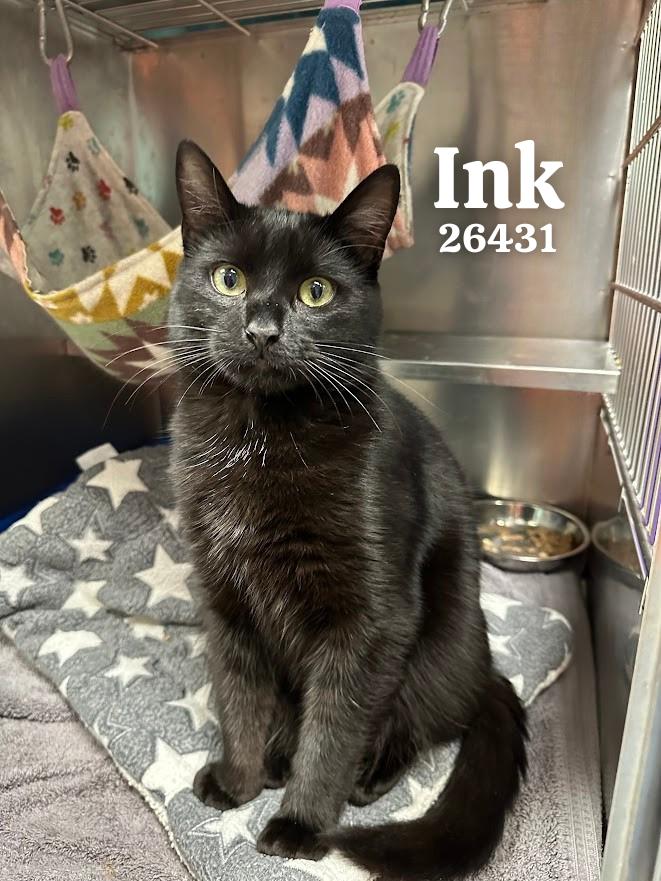 Ink, ADOPTABLE, Young Male Domestic Short Hair.