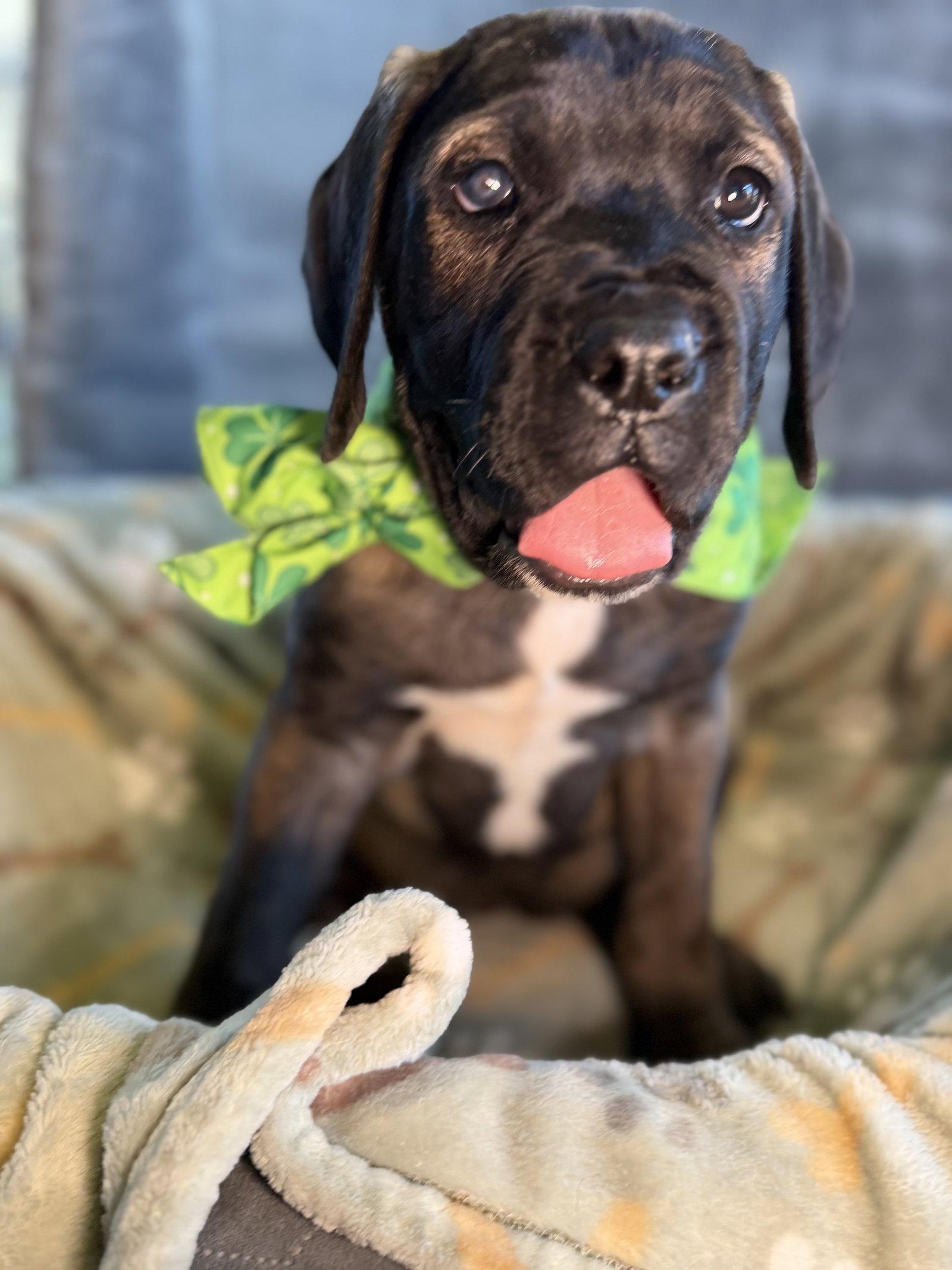 Huey - adopted, Adopted, Puppy Male Cane Corso.