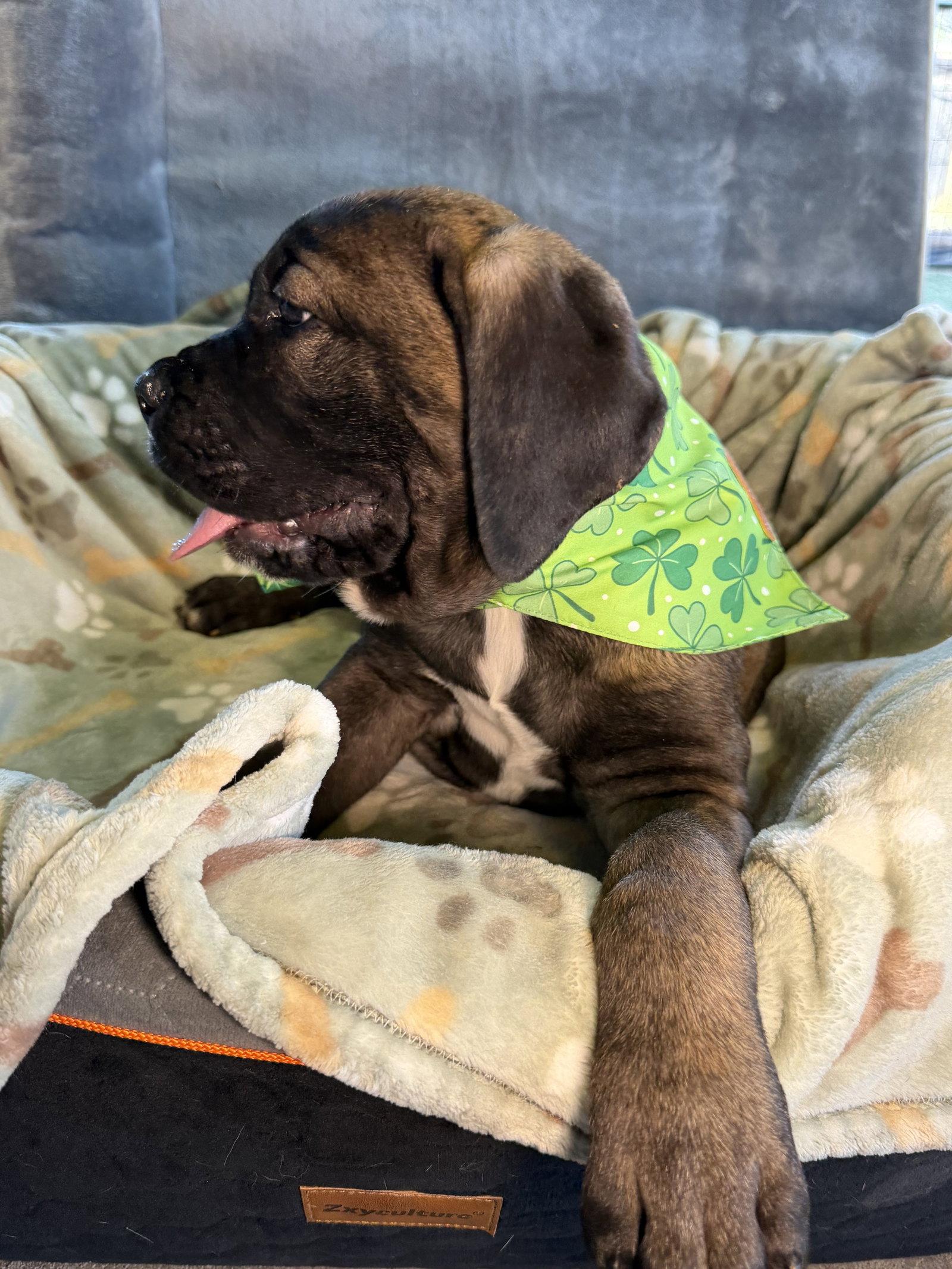 Enlarge Huey - adopted, a Adopted Cane Corso in Glendale, AZ image 2/3