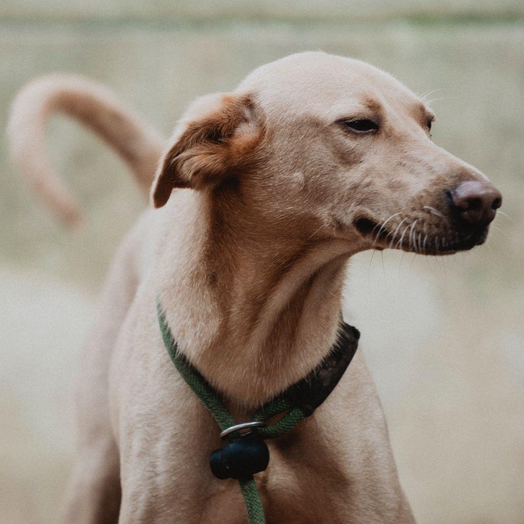Enlarge Grinch, a ADOPTABLE mixed breed in New York, NY image 6/6