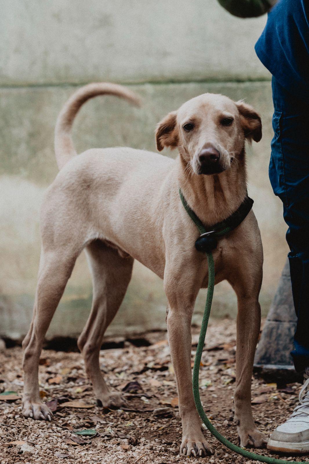 Grinch, ADOPTABLE, Adult Male Coonhound & Labrador Retriever.