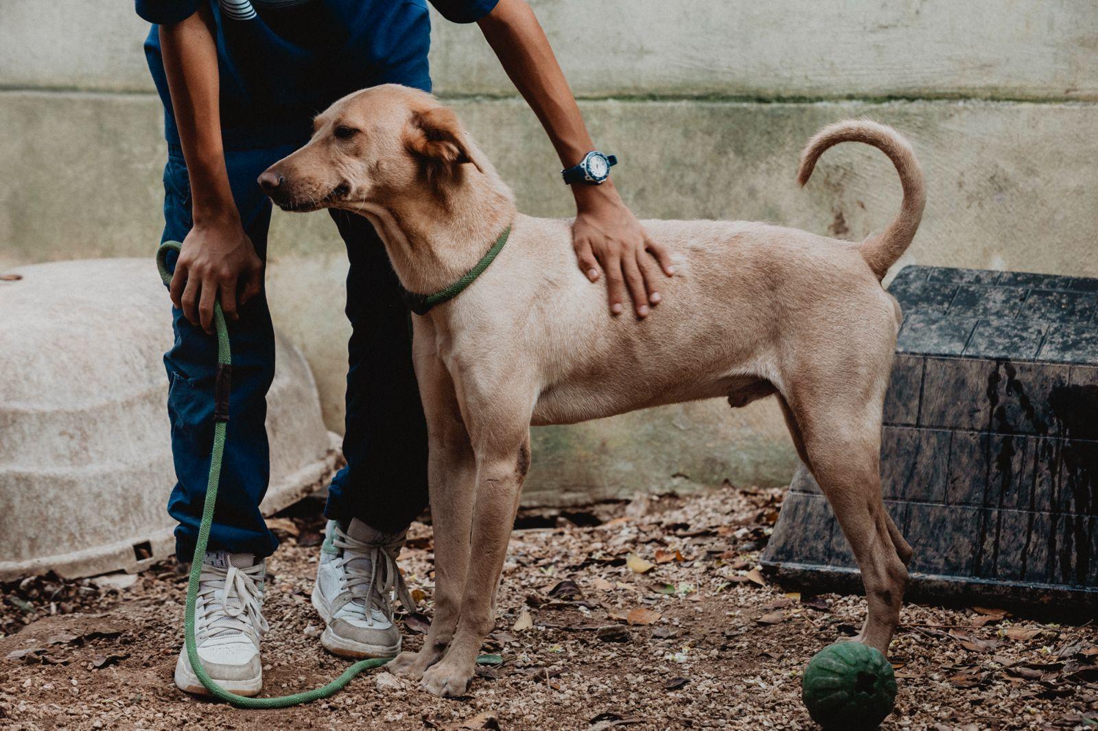 Enlarge Grinch, a ADOPTABLE mixed breed in New York, NY image 5/6