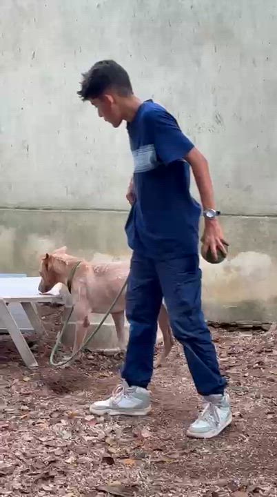 Enlarge Grinch, a ADOPTABLE mixed breed in New York, NY video 4/6