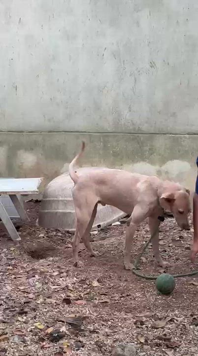 Enlarge Grinch, a ADOPTABLE mixed breed in New York, NY video 3/6