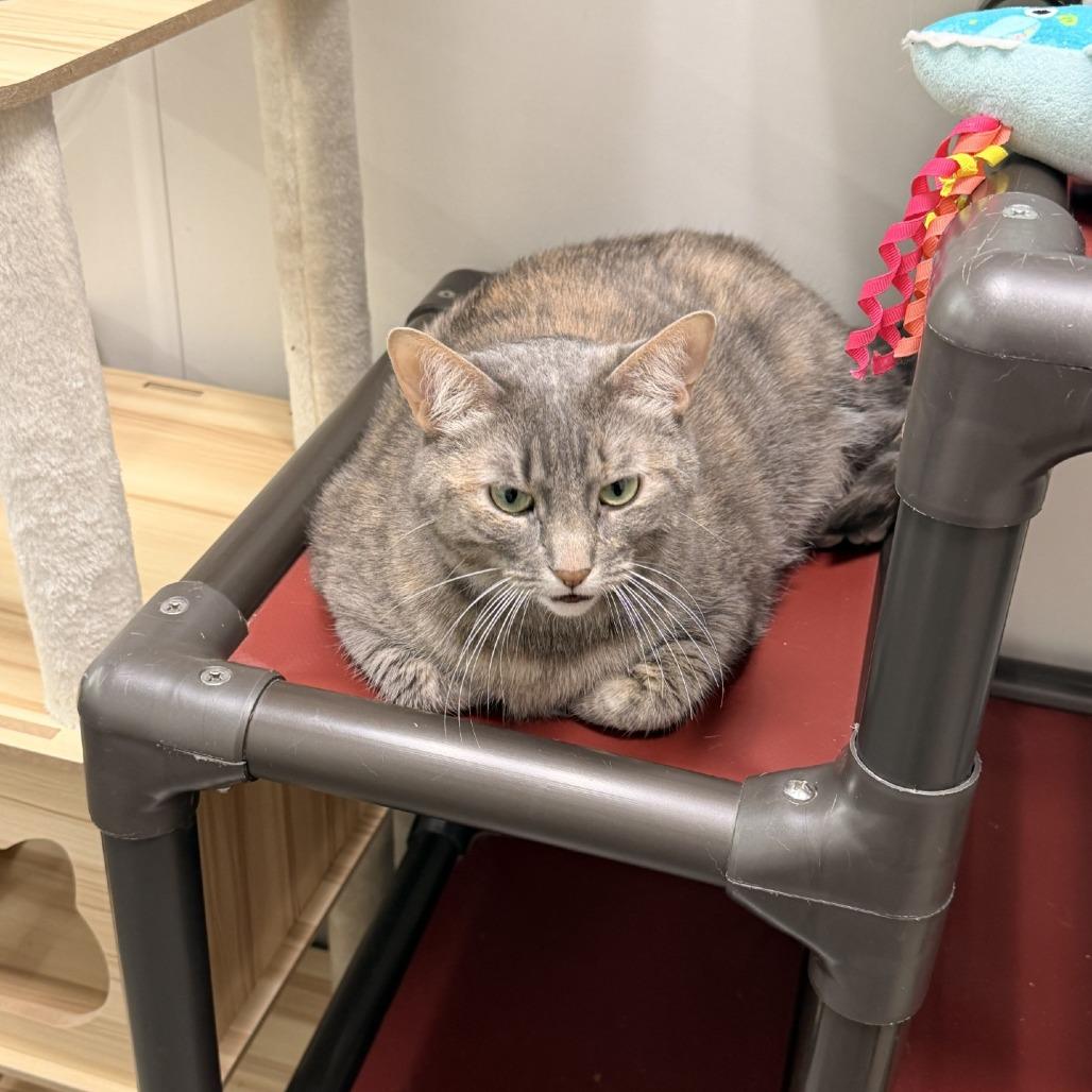 Luna, Adoptable, Adult Female Domestic Short Hair.
