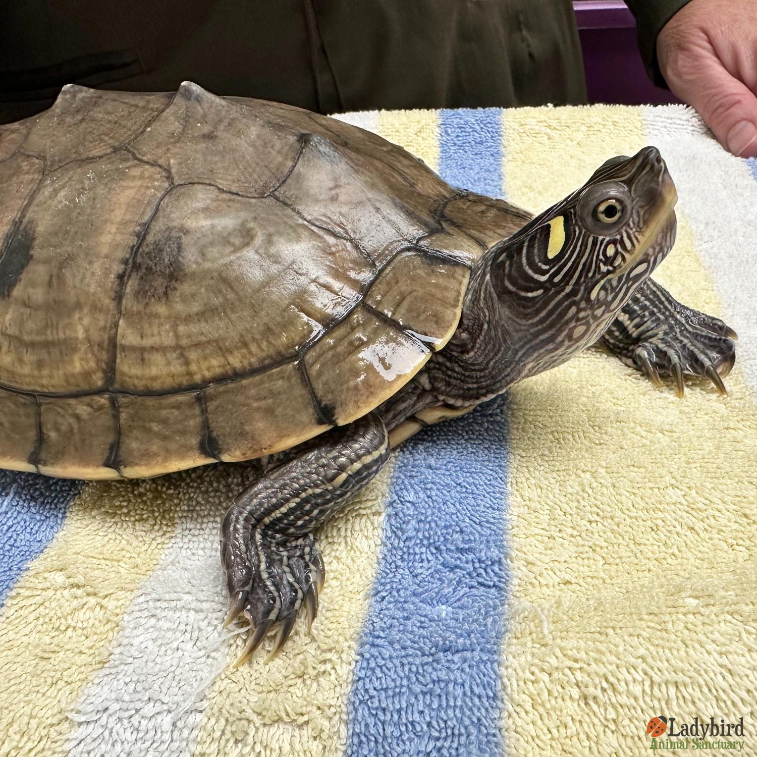 Clara-Belle, a Adoptable Mississippi Map Turtle in Hamilton, ON image 5/5