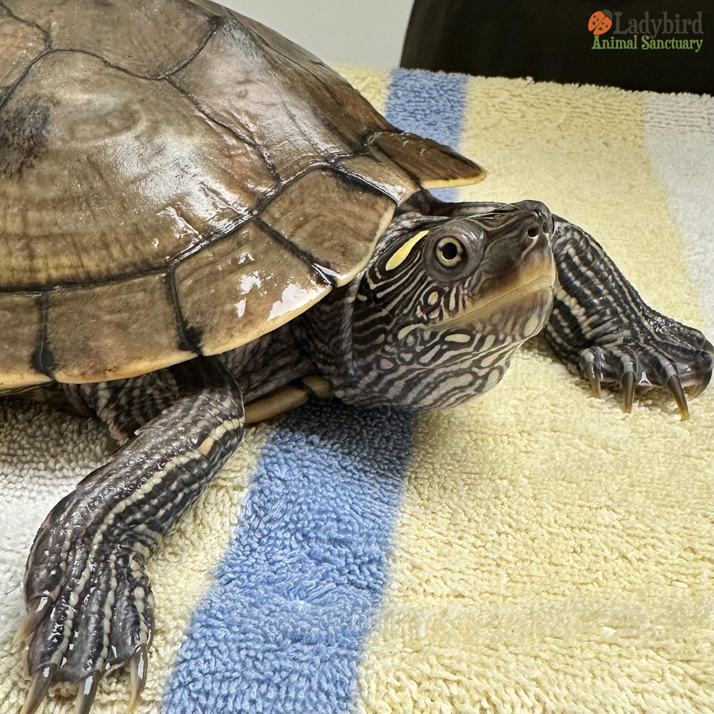 Clara-Belle, a Adoptable Mississippi Map Turtle in Hamilton, ON image 3/5